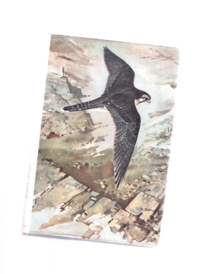 Image for Varda, the Flight of a Falcon